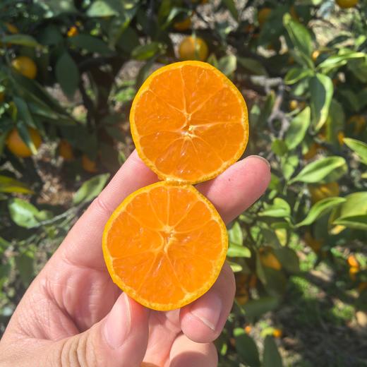台州涌泉小蜜橘！纯甜爆汁蜜桔入口化渣，香甜爽口 错过再等一年！正宗台州涌泉蜜桔，皮薄无核，肉嫩多汁，一口爆汁 商品图2