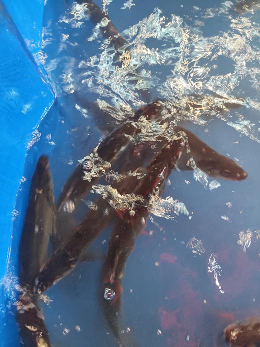 现杀鲜活刁子鱼/青鱼/桂鱼/草鱼等  包宰杀！标注为活鱼称重重量，宰杀去内脏后会掉秤！发货前可录视频~ 商品图1