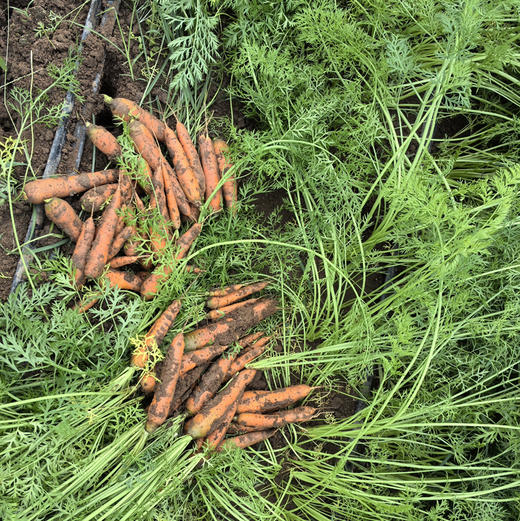 【京津冀包邮】蔬菜组合8-10斤左右，内含6-8种蔬菜，蔬菜种类随机，不可指定，介意者慎拍 商品图8