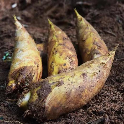 【临安冬笋】“竹笋之乡”——临安天目山深山竹林现挖发货，鲜嫩脆爽，好吃不过应季，只有二十多天赏味期哦，外壳薄而易剥，肉质洁白肥嫩，个头均匀饱满 商品图7