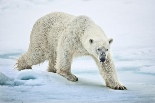 7月20日确定出发【北极三岛】北极熊王国▪斯瓦尔巴群岛+冰岛+格陵兰岛19天<海洋信天翁> 商品图2