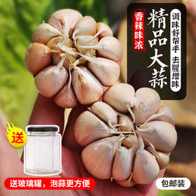 【包邮】农家自种紫皮大蒜 皮薄肉厚 蒜掰肥大 干蒜 腌制腊八蒜 送玻璃罐