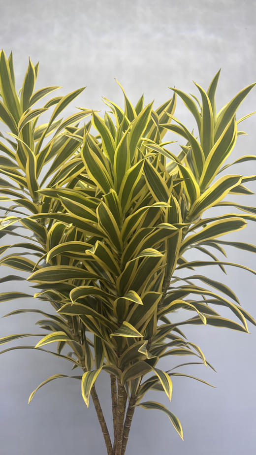 【特惠装】金边百合竹 5枝/扎 商品图3