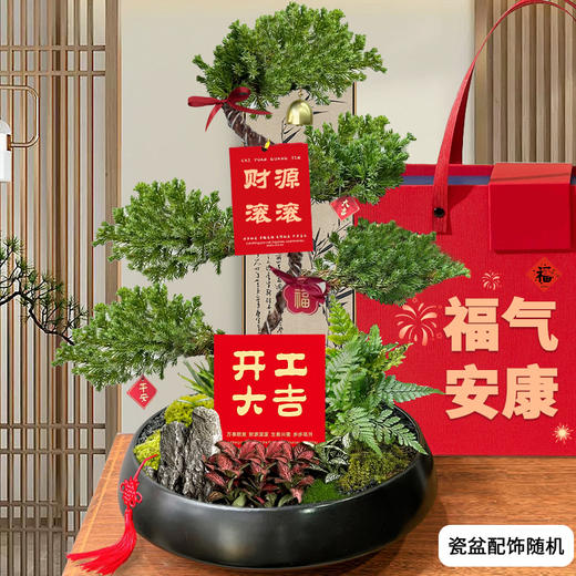 五层塔松盆栽青松绿植松树盆景室内植物开业乔迁生日礼物 商品图4