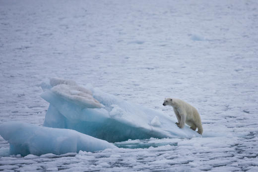 7月20日确定出发【北极三岛】北极熊王国▪斯瓦尔巴群岛+冰岛+格陵兰岛19天<海洋信天翁> 商品图4
