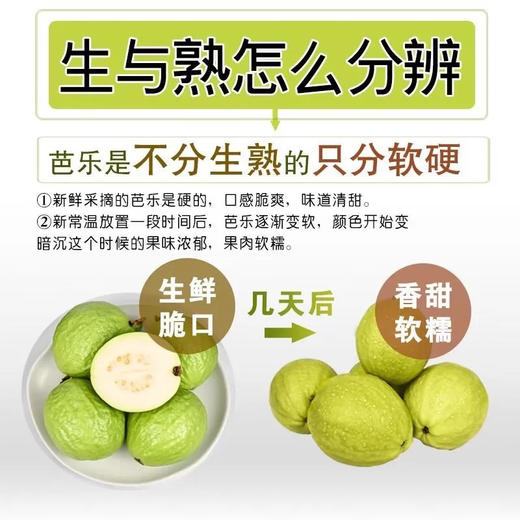 【直播同款】广东当季红白双拼芭乐3/4.5斤（单果约150g+）现摘整箱热带水果包邮 4月中旬下线 商品图2