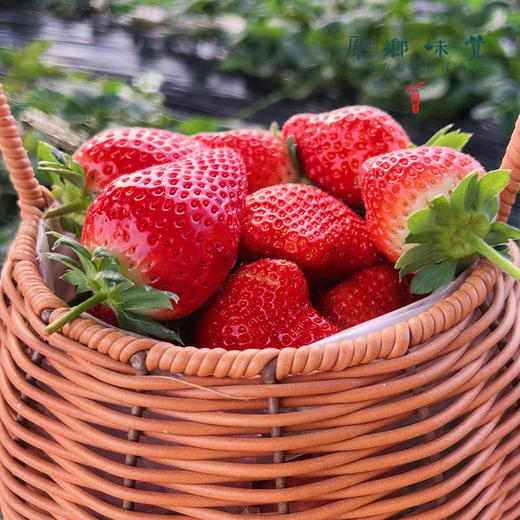 生态草莓（基地直发—顺丰空运）| 2斤装，来自河南汝州，生产者：曹云鹏【合作生产，公平贸易】 商品图5