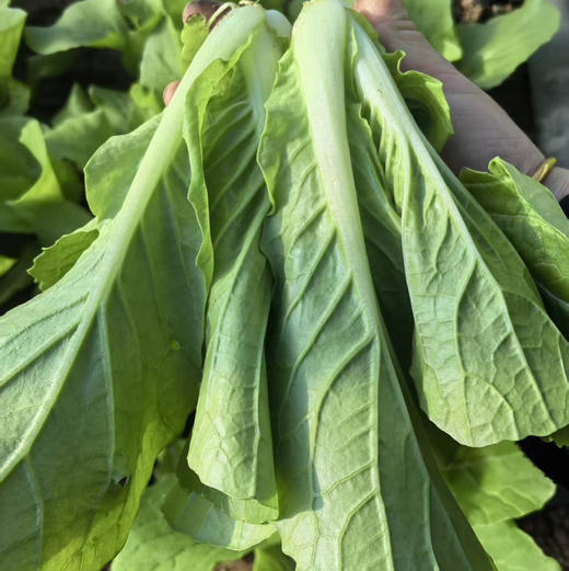 【京津冀包邮】蔬菜组合8-10斤左右，内含6-8种蔬菜，蔬菜种类随机，不可指定，介意者慎拍 商品图12