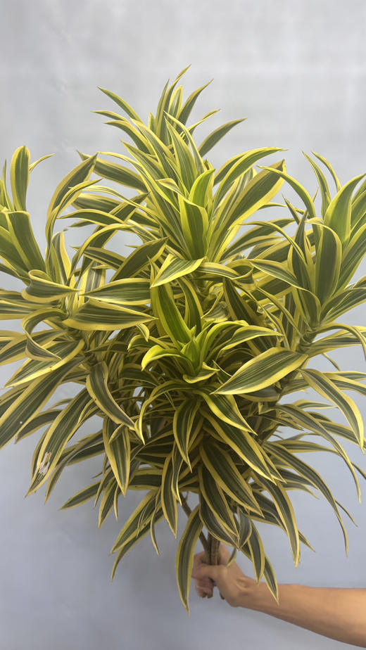 【特惠装】金边百合竹 5枝/扎 商品图6