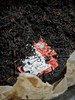 三鹤六堡茶 2006年 经典陈香饼茶 量少珍贵（250g） 商品缩略图1
