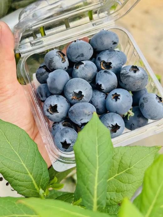 云南普洱一级花香蓝莓18＋12.8元1盒,明日到 商品图0