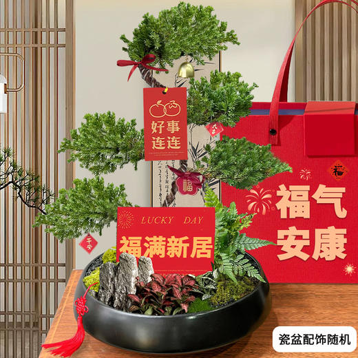 五层塔松盆栽青松绿植松树盆景室内植物开业乔迁生日礼物 商品图2