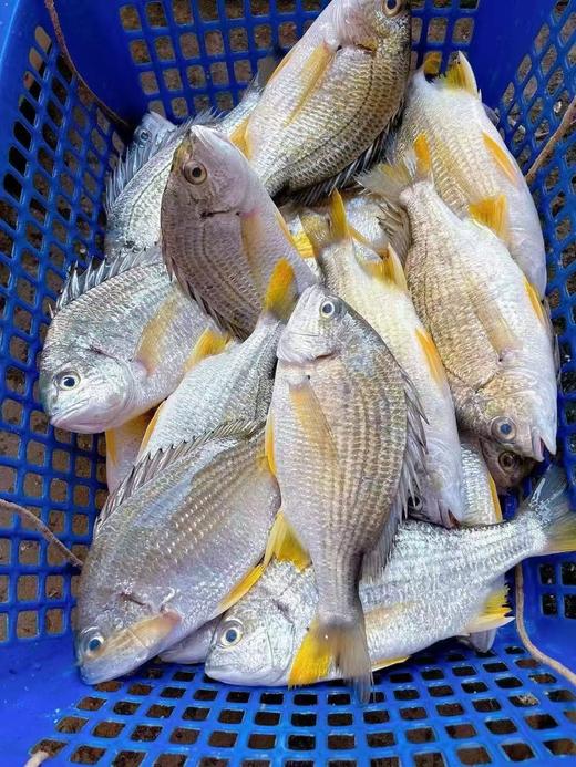 xm{少量..仅限今日特价购!!!}深海黄翅鱼纯天然肉质雪白细嫩，刺少肉多，清蒸、煮汤、干煎都鲜到掉眉毛！顺丰冷链活冻新鲜到家~ 商品图1