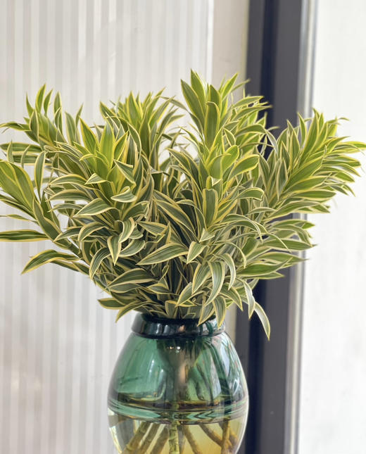 【特惠装】金边百合竹 5枝/扎 商品图2