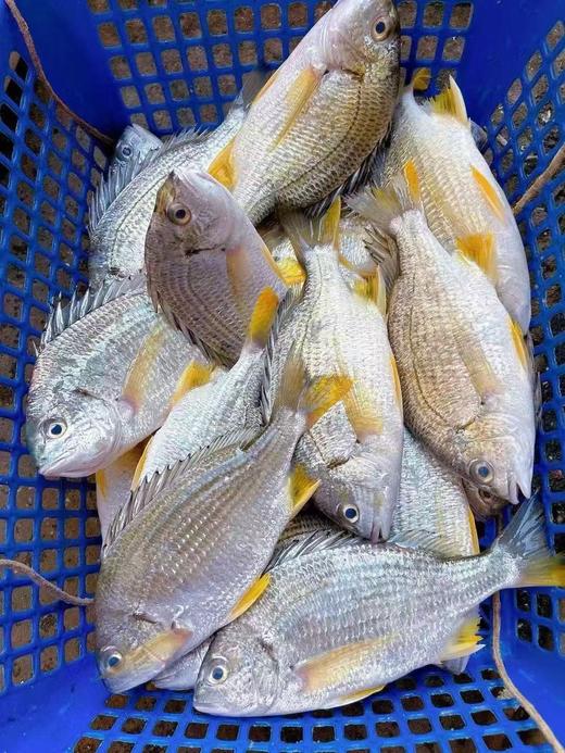 xm{少量..仅限今日特价购!!!}深海黄翅鱼纯天然肉质雪白细嫩，刺少肉多，清蒸、煮汤、干煎都鲜到掉眉毛！顺丰冷链活冻新鲜到家~ 商品图3