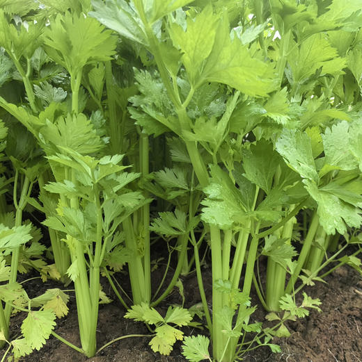 【京津冀包邮】蔬菜组合8-10斤左右，内含6-8种蔬菜，蔬菜种类随机，不可指定，介意者慎拍 商品图13