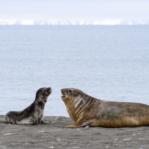 7月20日确定出发【北极三岛】北极熊王国▪斯瓦尔巴群岛+冰岛+格陵兰岛19天<海洋信天翁> 商品图5