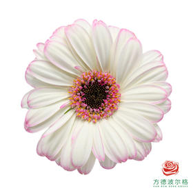 非洲菊 伊迪斯 XS 10枝一扎