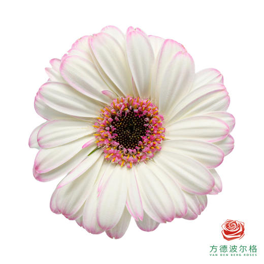 非洲菊 伊迪斯 XS 10枝一扎 商品图0