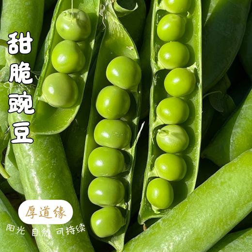 预售｜生态甜豌豆·厚道缘，预计元旦节后发货，现采现发，请耐心等待！ 商品图0