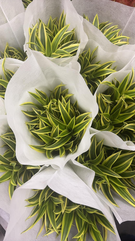 【特惠装】金边百合竹 5枝/扎 商品图7