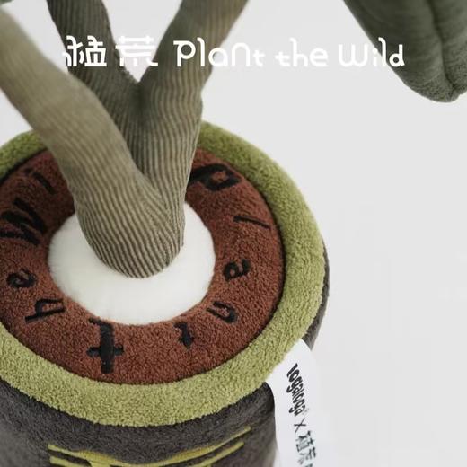 logaloga/B6003/鳟鱼海棠盆栽 商品图2