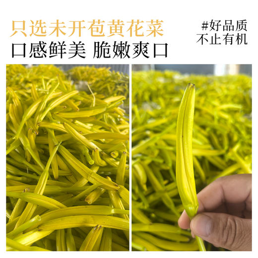 有机黄花菜干货干黄花菜新货凉拌炒菜煲汤火锅家用商用食材 商品图2