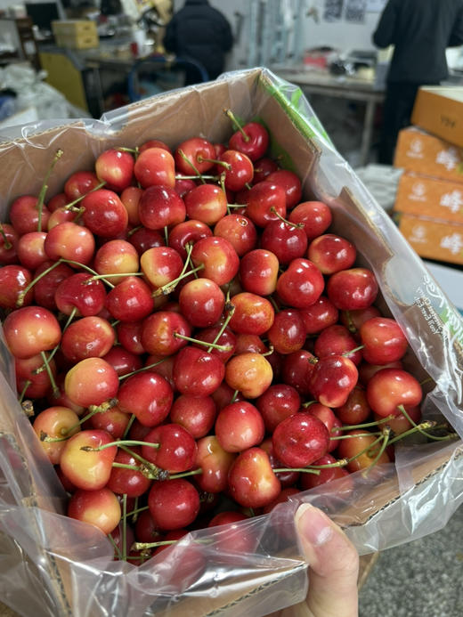 斯凯拉蕾Skylar Rae，空运到货，鲜爽浓郁～ 商品图2