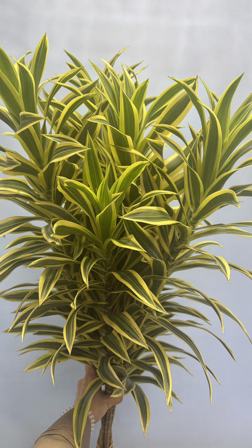 【特惠装】金边百合竹 5枝/扎 商品图4