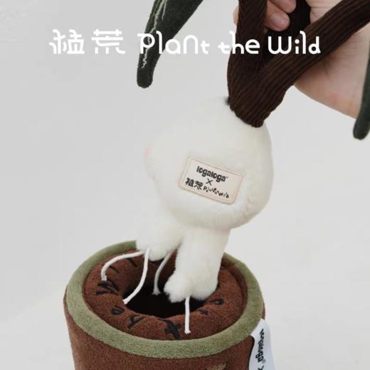 logaloga/B6008/大仙女海芋盆栽摆件 商品图4