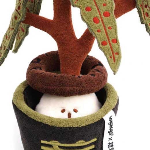 logaloga/B6004/细叶粉点秋海棠盆栽 商品图2