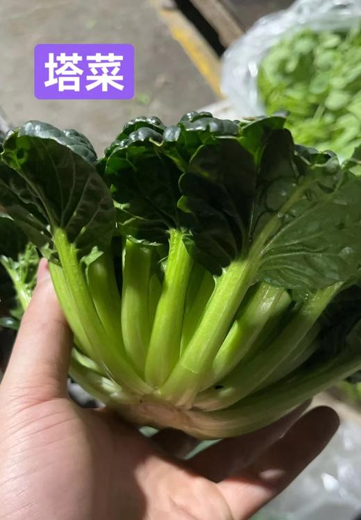 塔菜3.8元1斤，明天到 商品图0