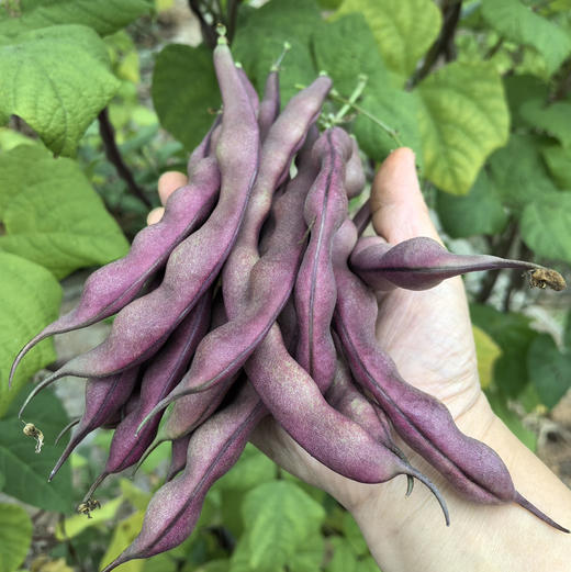 【京津冀包邮】蔬菜组合8-10斤左右，内含6-8种蔬菜，蔬菜种类随机，不可指定，介意者慎拍 商品图7