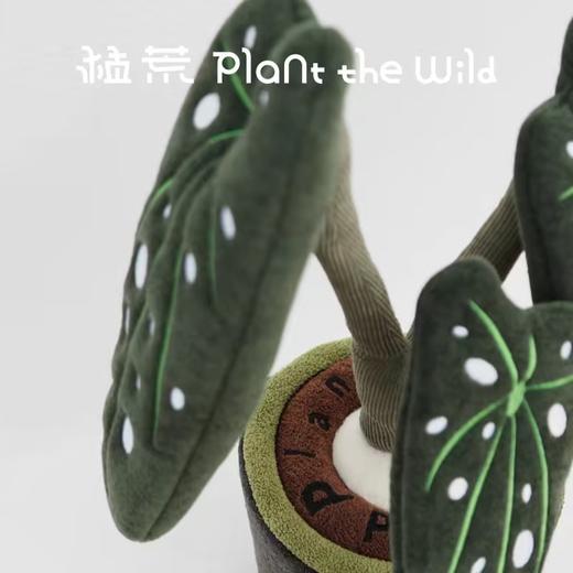 logaloga/B6003/鳟鱼海棠盆栽 商品图3