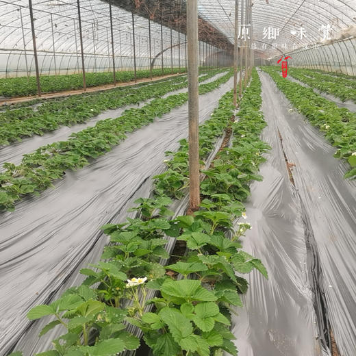 生态草莓（基地直发—顺丰空运）| 2斤装，来自河南汝州，生产者：曹云鹏【合作生产，公平贸易】 商品图11