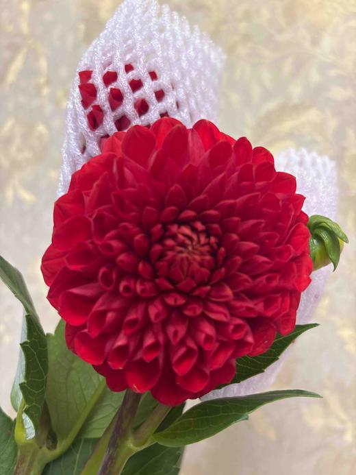 【新花派】大丽花~大红色  5枝/扎 商品图1