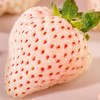 山东  红白草莓双拼  1-1.2斤  22-30个 商品缩略图3