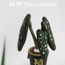 logaloga/B6003/鳟鱼海棠盆栽