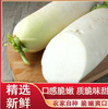 【YC】新鲜当季白萝卜   现挖脆甜多汁 商品缩略图0