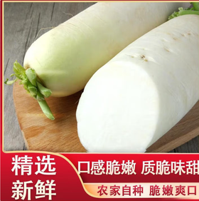 【YC】新鲜当季白萝卜   现挖脆甜多汁