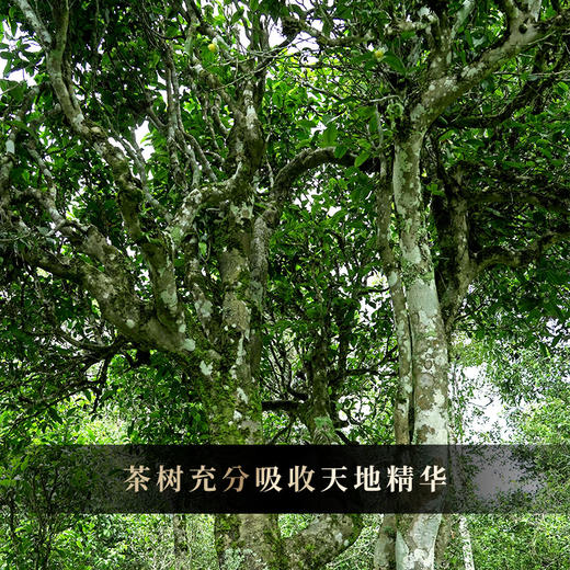 【野韵原生态红茶】2025年易武荒野晒红野韵花香 荒野环境野韵十足 野花香、野果香，5克/泡 20泡/盒 2盒赠手提袋 商品图9