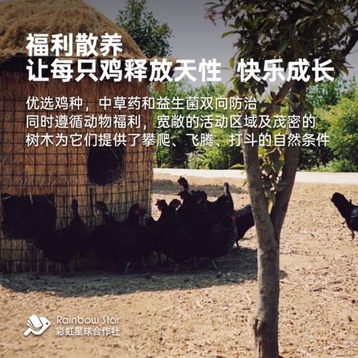 彩虹星球|Omega-3有机鸡蛋 商品图2