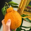 [屁侠推荐]四川·不知火丑橘 粒粒爆汁 满满维c 好吃不上火 过年礼盒装 商品缩略图0