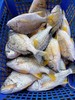 xm{少量..仅限今日特价购!!!}深海黄翅鱼纯天然肉质雪白细嫩，刺少肉多，清蒸、煮汤、干煎都鲜到掉眉毛！顺丰冷链活冻新鲜到家~ 商品缩略图2