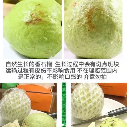 【直播同款】广东当季红白双拼芭乐3/4.5斤（单果约150g+）现摘整箱热带水果包邮 4月中旬下线 商品图4