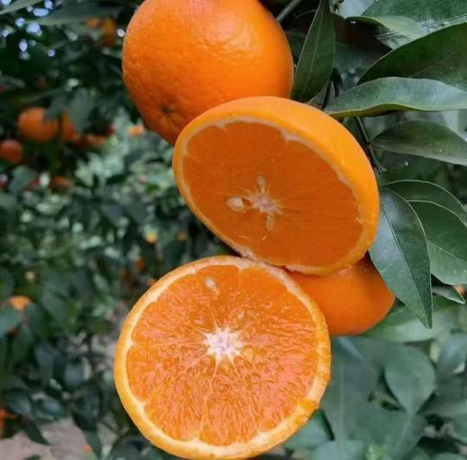 云南哀牢山沃柑礼盒装 【KM】大果（果径80以上果）（净重8.5市斤） 商品图7