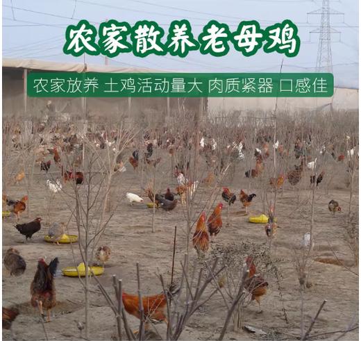 山农-现杀老母鸡农家散养土鸡-（新鲜走地鸡草鸡柴鸡净重2斤半左右/只）【BH】【SN】 商品图2