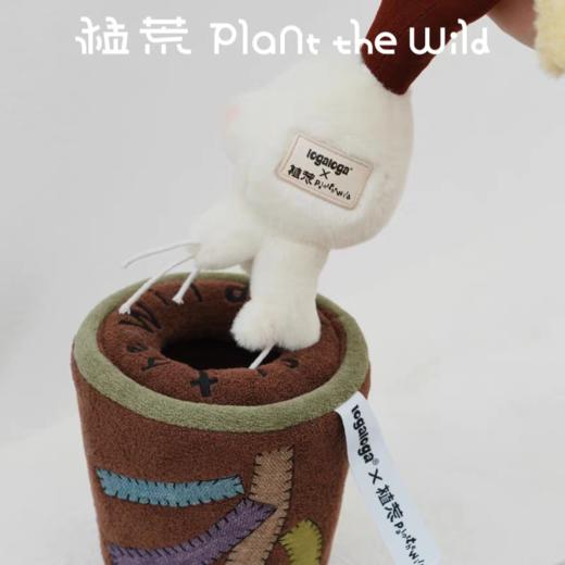 logaloga/B6010/五彩芋彩叶芋盆栽摆件 商品图4