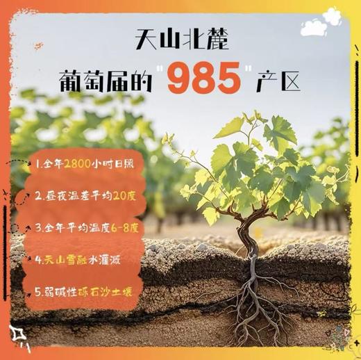 新年好礼 【6瓶原箱更实惠】大美新疆 沙地酒庄·S半甜红葡萄酒 口感柔顺偏甜更好喝 女士友好 13%vol 750ml/瓶（送海马刀+精美礼袋） 商品图13