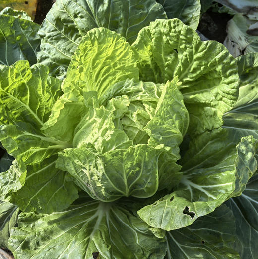 【京津冀包邮】蔬菜组合8-10斤左右，内含6-8种蔬菜，蔬菜种类随机，不可指定，介意者慎拍 商品图11